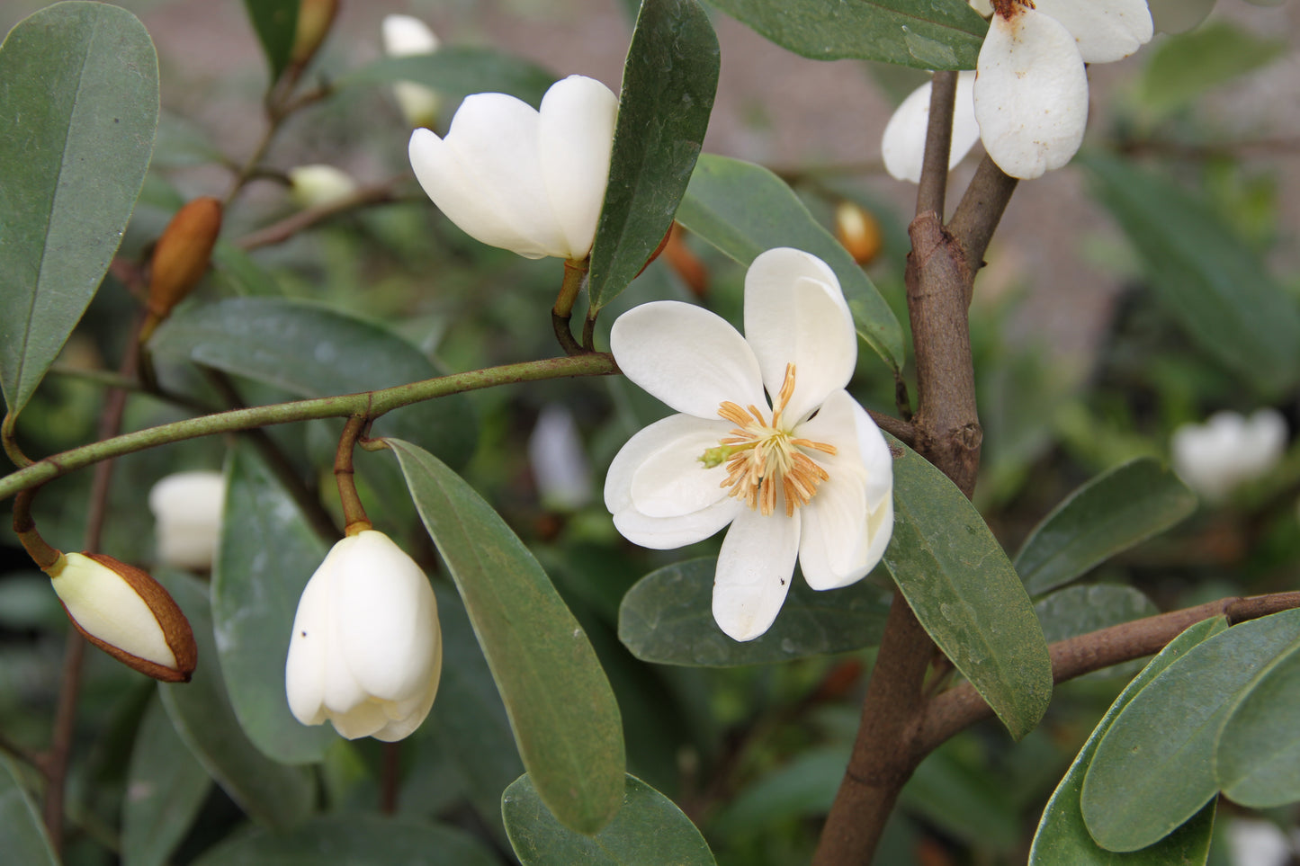 *RETAIL - Magnolia laevifolia 'Snowbird'
