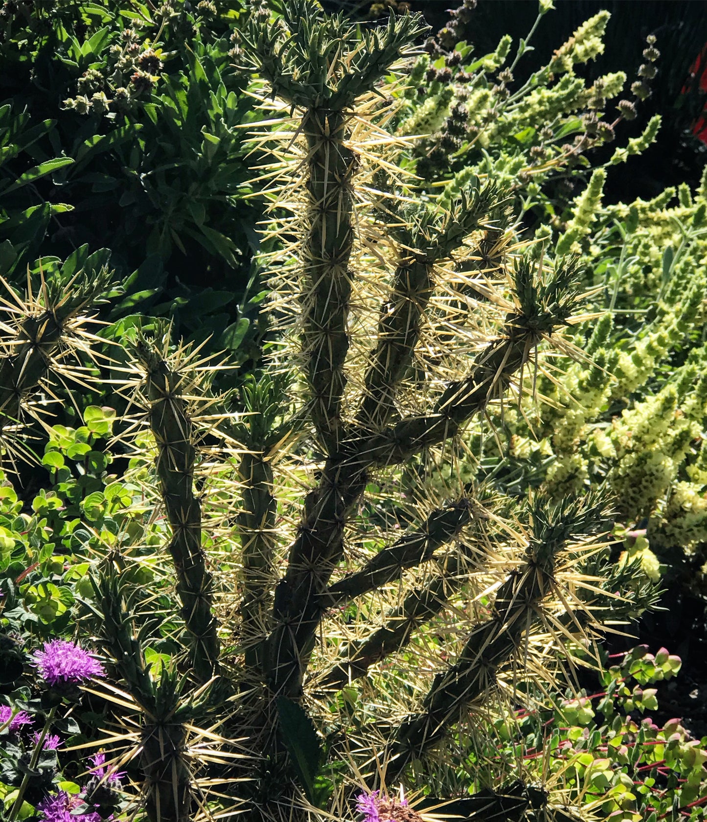 *RETAIL - Opuntia 'Golden Lion'