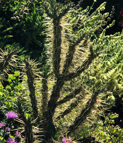 *RETAIL - Opuntia 'Golden Lion'