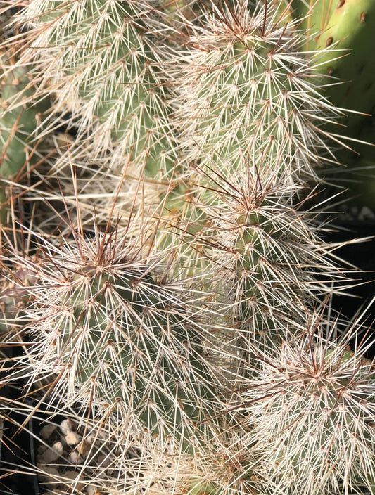 *RETAIL - Opuntia polyacantha 'Imnaha Sunset'