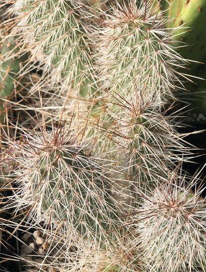 Opuntia polyacantha 'Imnaha Sunset'