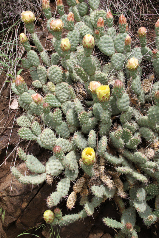 Opuntia polyacantha 'Imnaha Blue'