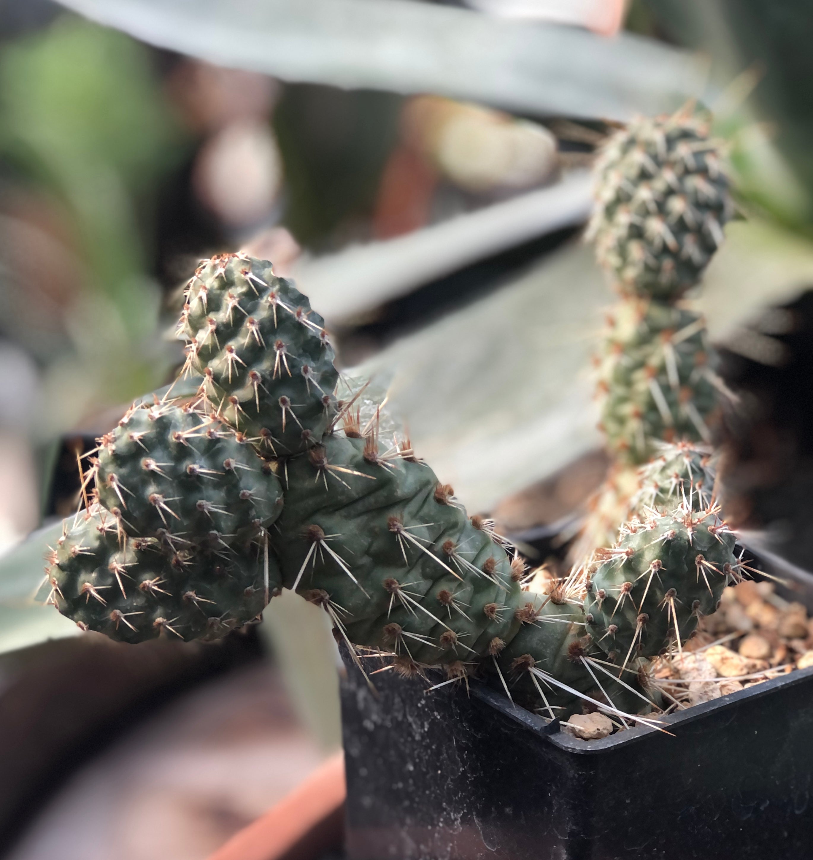 Opuntia polyacantha x fragilis 'Mr. Chunky' - Duchesne, CO