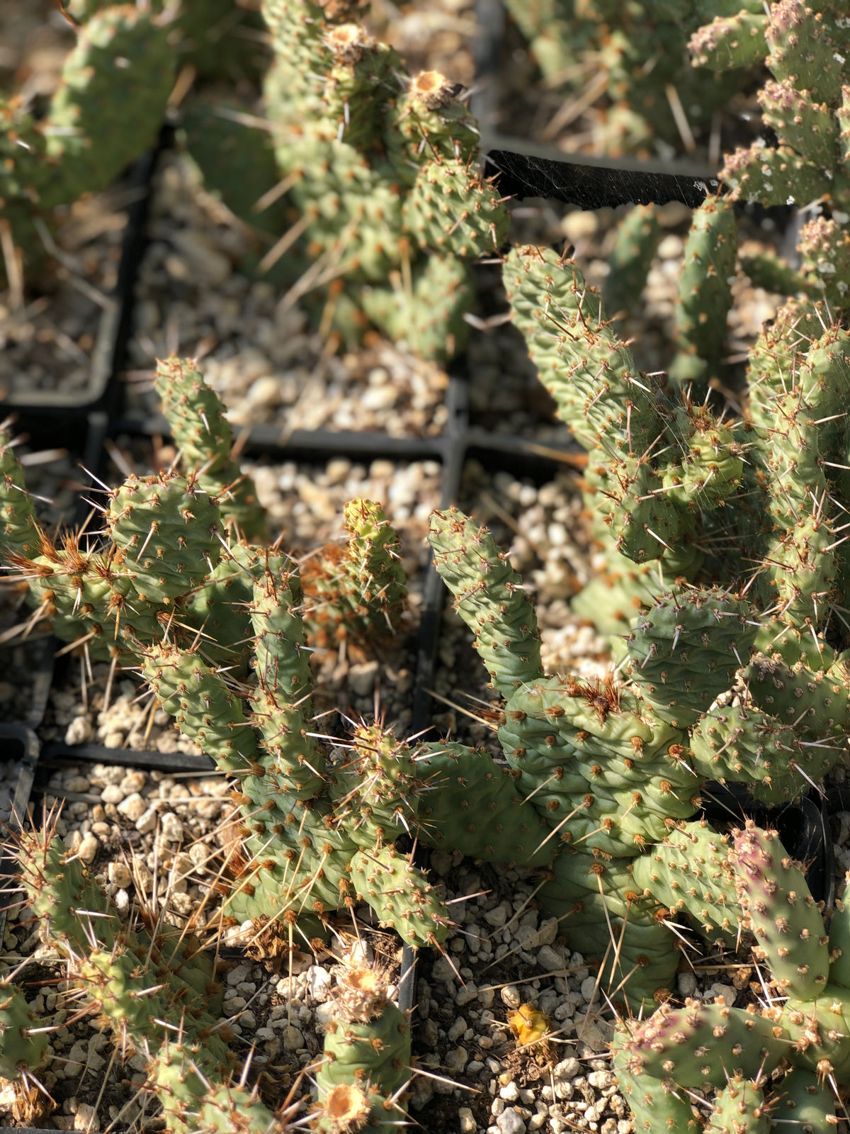 Opuntia ramosissima 'Semi Freddie'