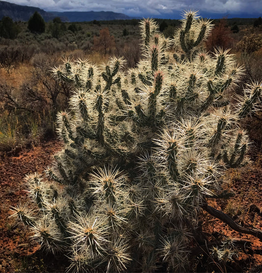 *RETAIL - Opuntia whipplei 'Tuweep'