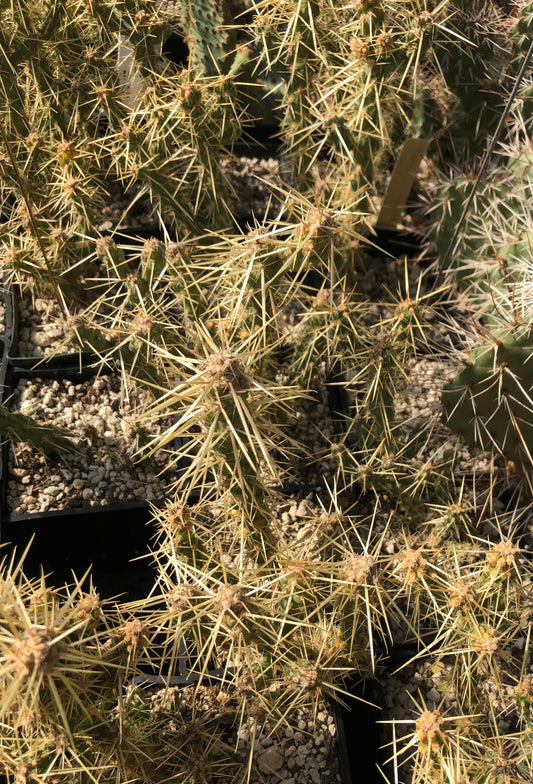 *RETAIL - Opuntia whipplei 'Wah Wah'