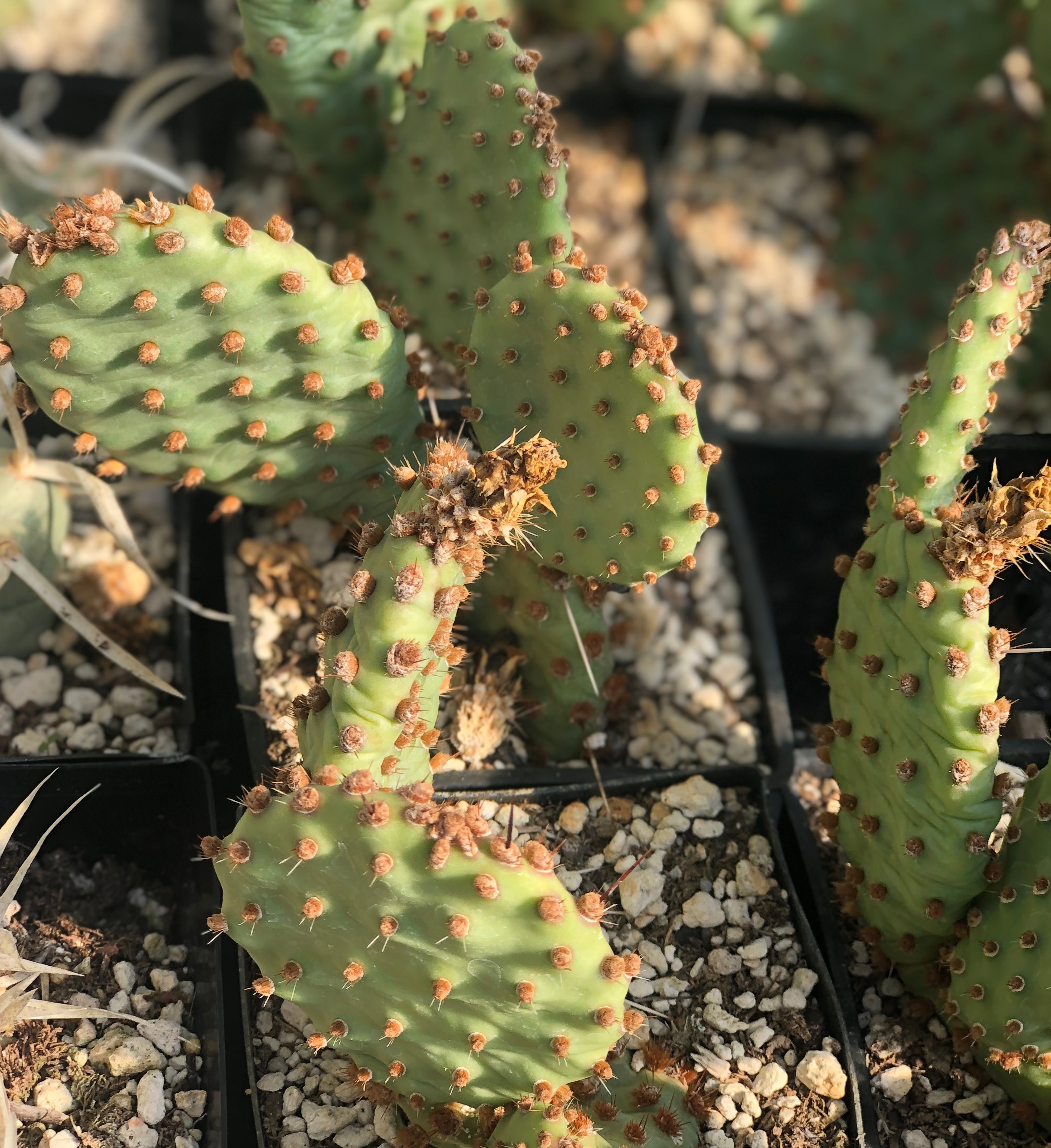 Opuntia x 'Alpen Rose' - High Elevation [5000 - 8000ft] – Cistus