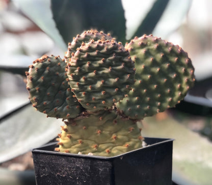 Opuntia x 'Bugsy'
