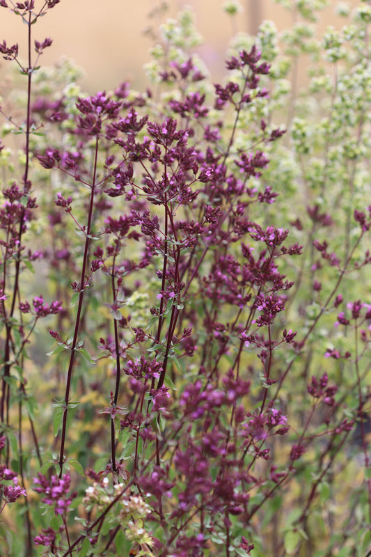 *RETAIL - Origanum laevigatum 'Hopleys Purple'