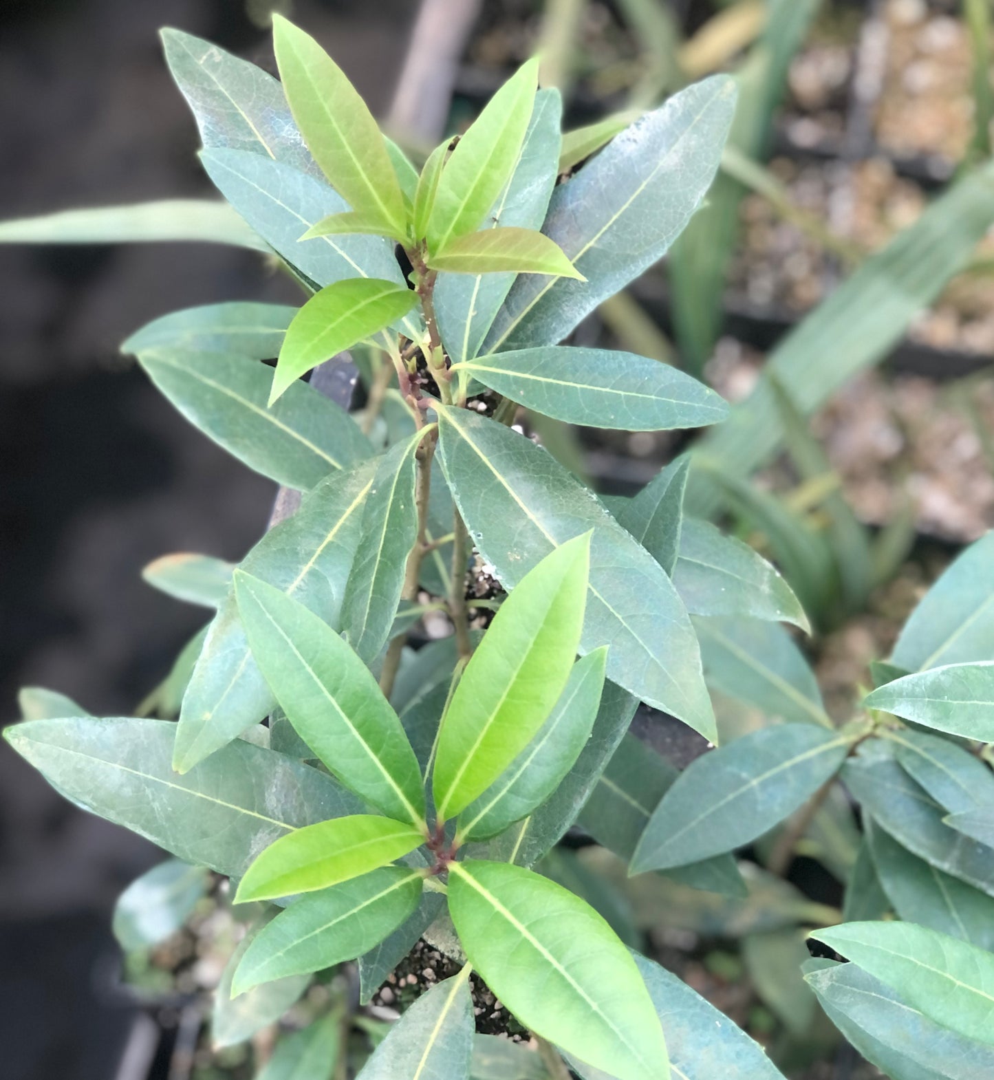 *RETAIL - Osmanthus decorus