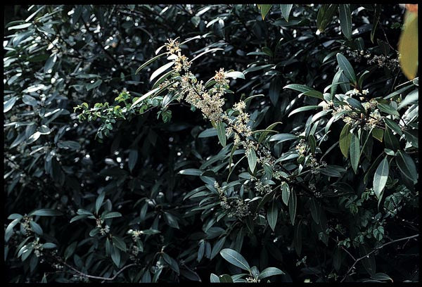 *RETAIL - Osmanthus decorus