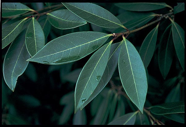 *RETAIL - Osmanthus decorus