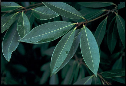 *RETAIL - Osmanthus decorus