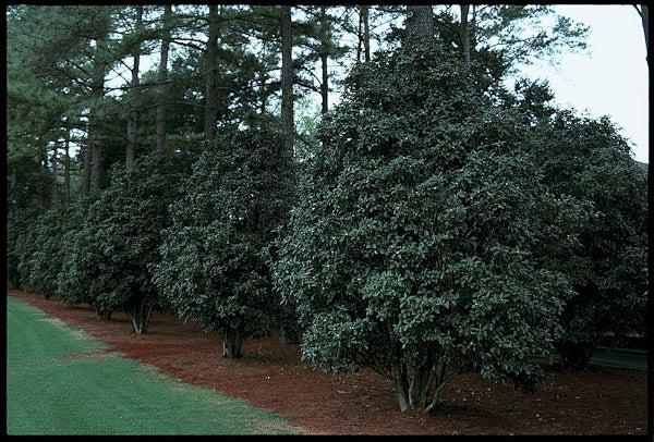 RETAIL - Osmanthus fragrans 'Nanjing Beauty' – Cistus Nursery