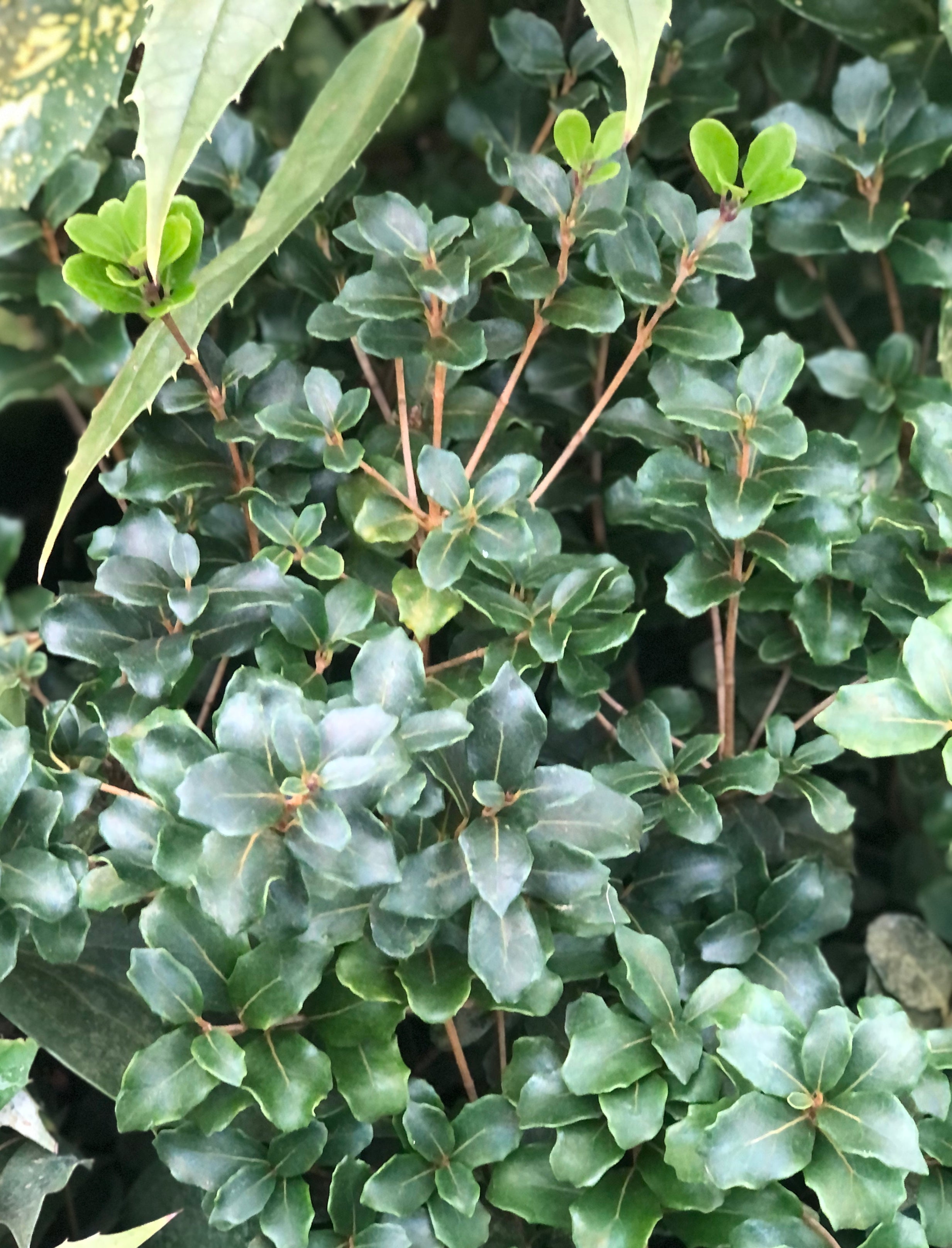 Osmanthus heterophyllus 'Rotundifolius' – Cistus Nursery