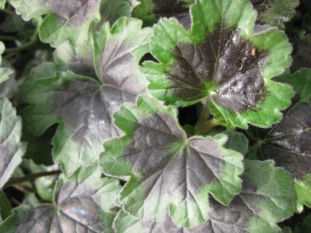 *RETAIL - Pelargonium 'Black Boar'
