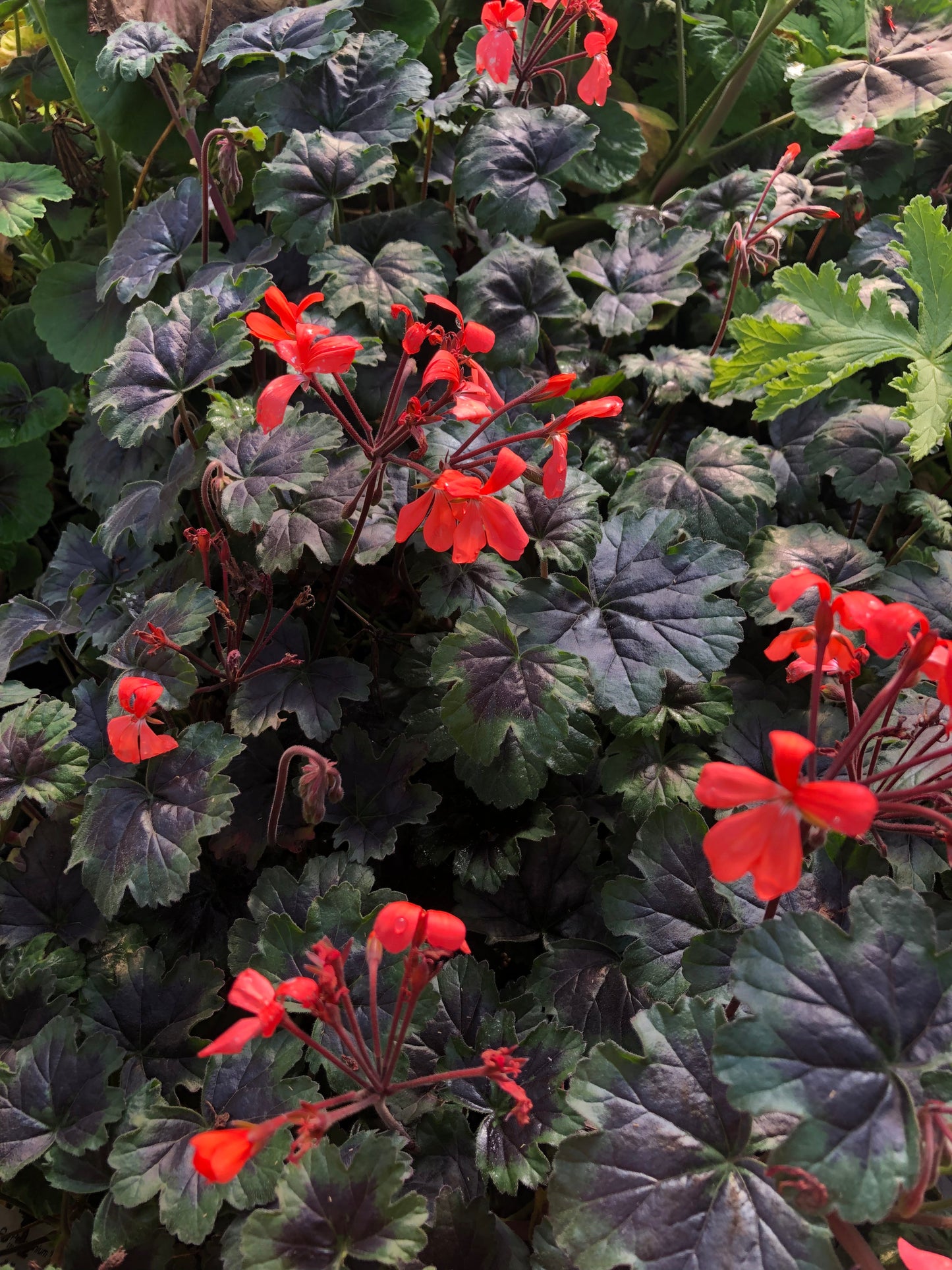 *RETAIL - Pelargonium 'Black Boar'