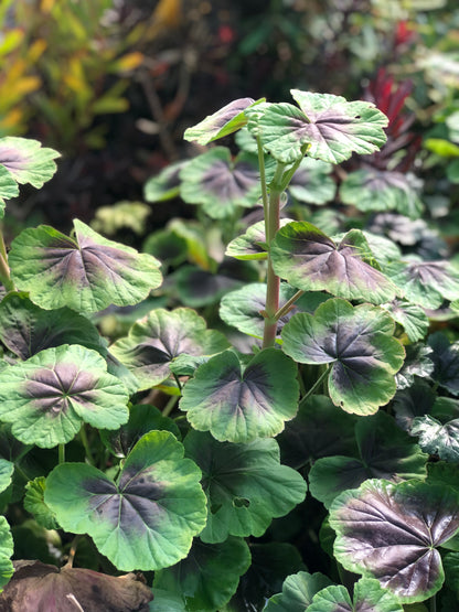 *RETAIL - Pelargonium 'Tijuana Bronze'