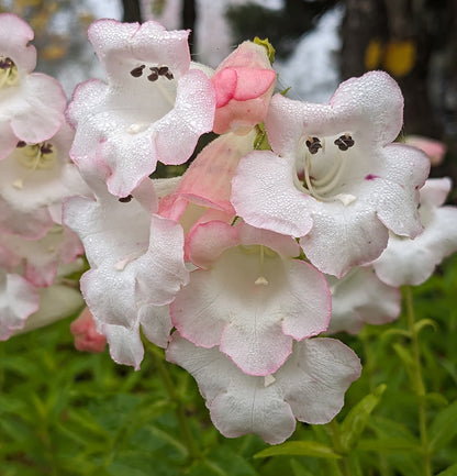 *RETAIL - Penstemon 'Coral Kissed'