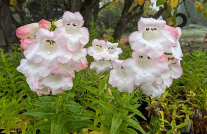 *RETAIL - Penstemon 'Coral Kissed'