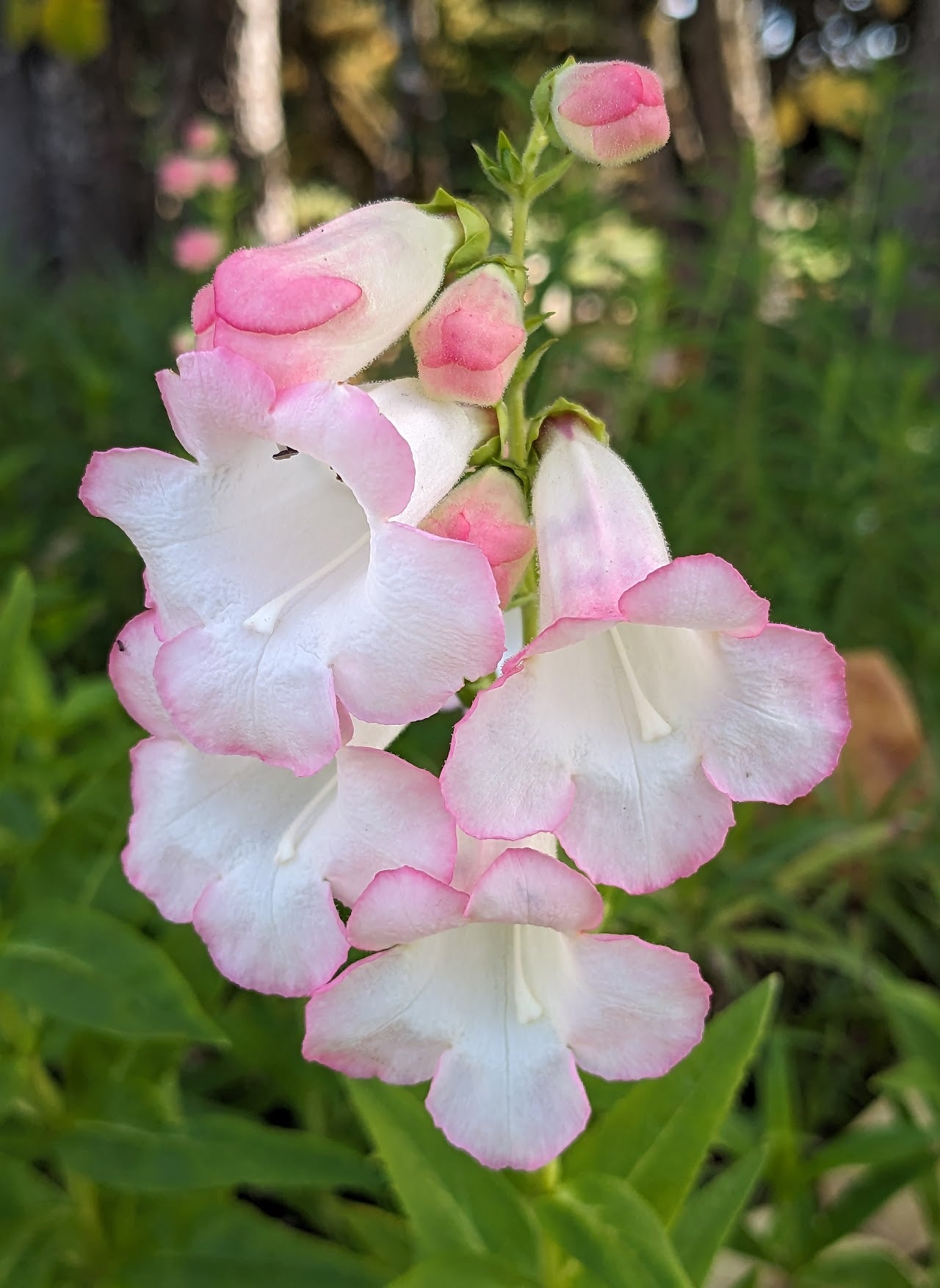 *RETAIL - Penstemon 'Coral Kissed'