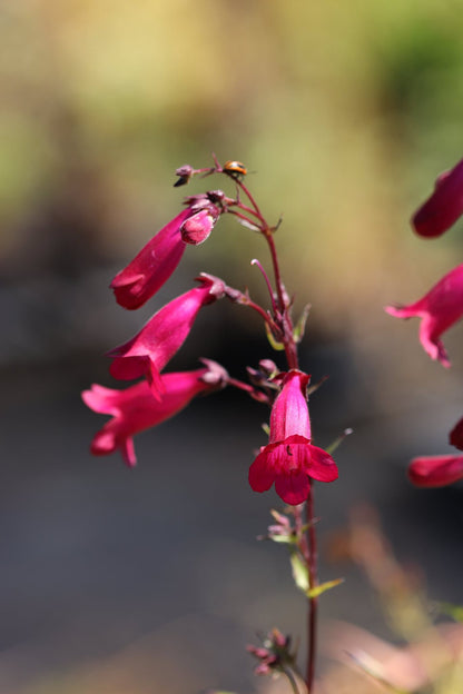 Penstemon 'Garnet'