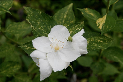 *RETAIL - Philadelphus 'Innocence'
