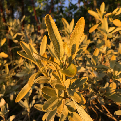 Phlomis 'Sunningdale Gold'