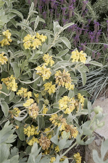*RETAIL - Phlomis fruticosa
