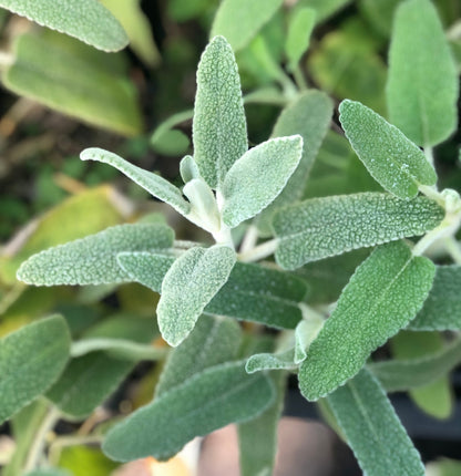 *RETAIL - Phlomis purpurea - white form