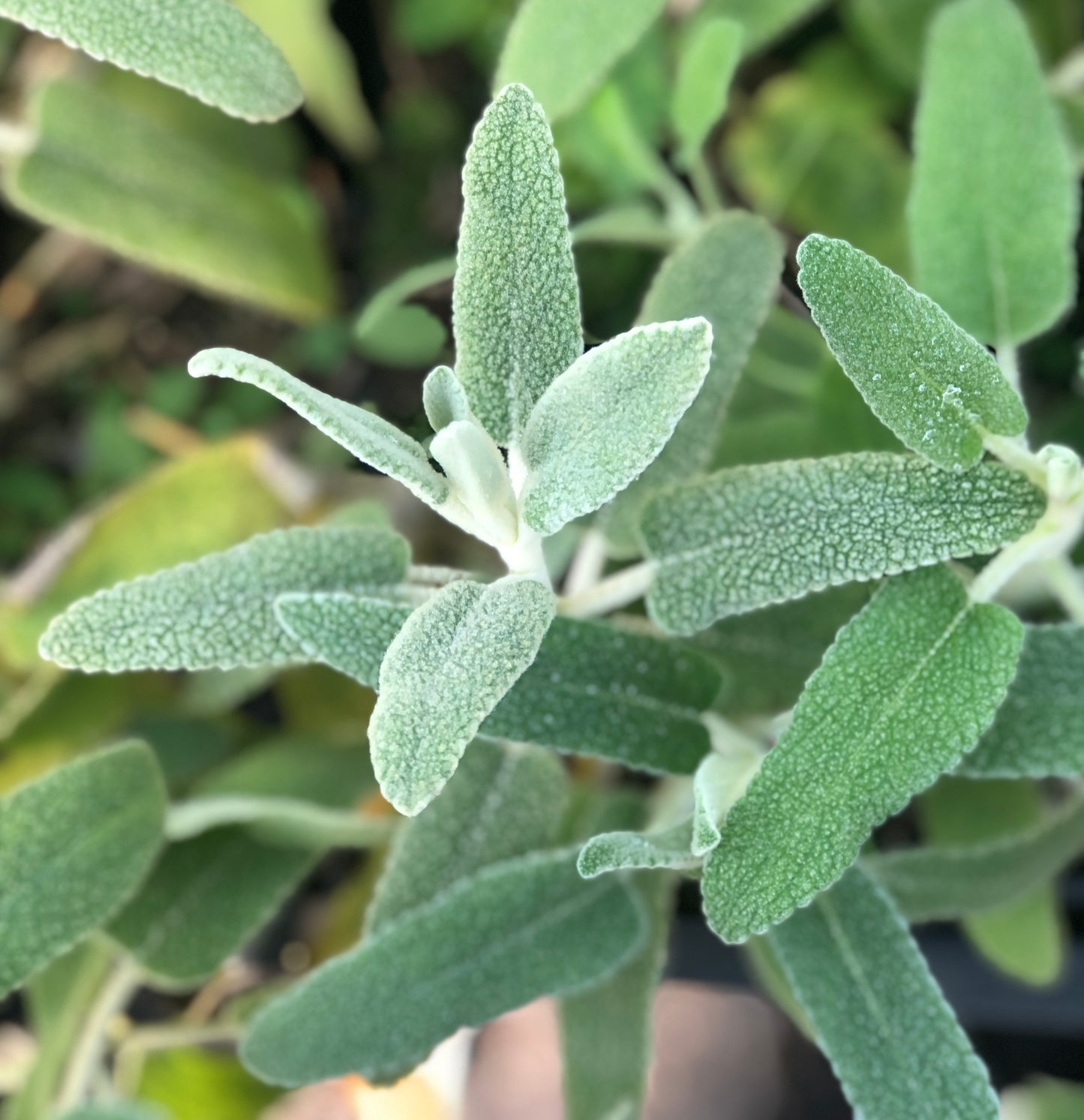 Phlomis purpurea - white form