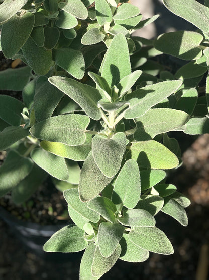Phlomis x margaritae