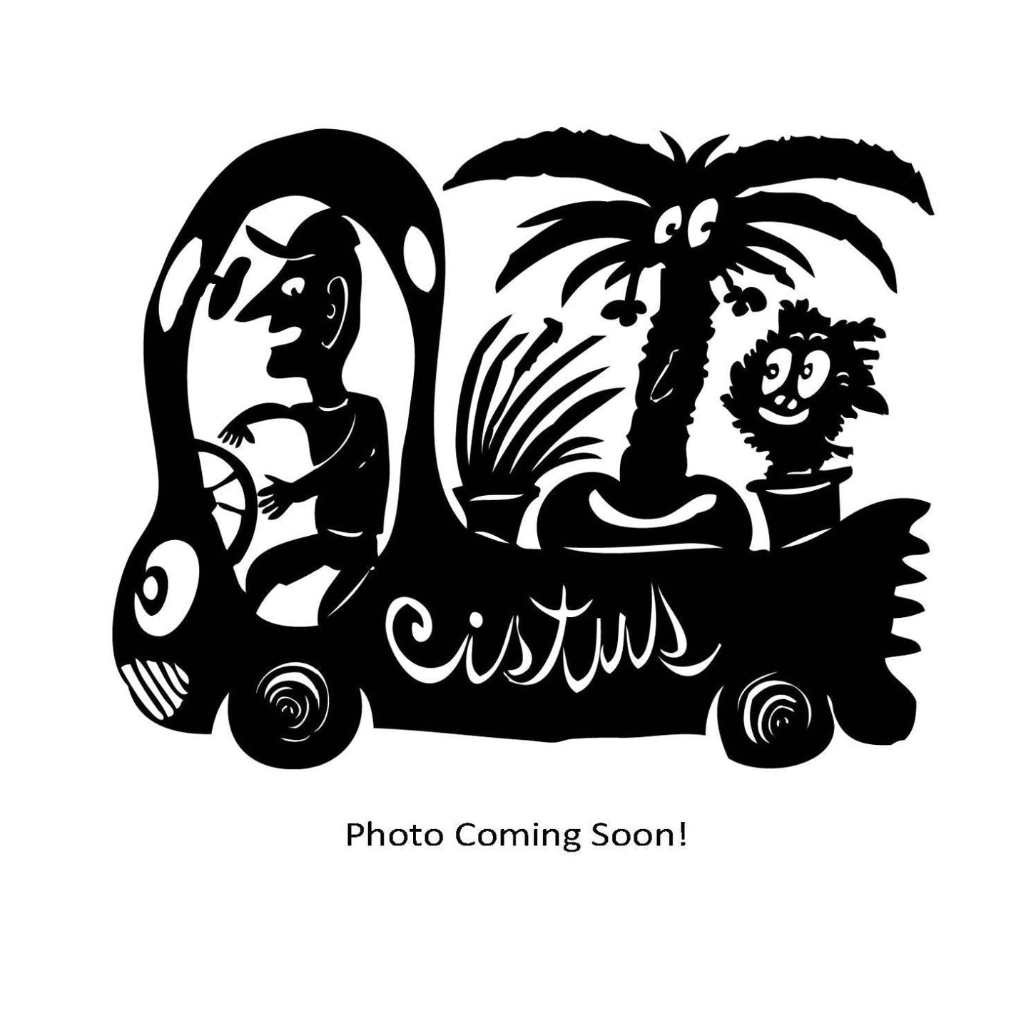 Zantedeschia aethiopica - super dwarf form