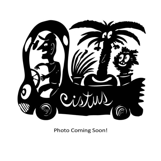 Quercus garryana var. semota