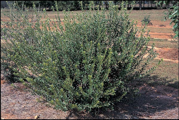 *RETAIL - Pittosporum heterophyllum