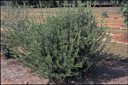*RETAIL - Pittosporum heterophyllum
