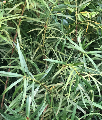 Podocarpus salignus