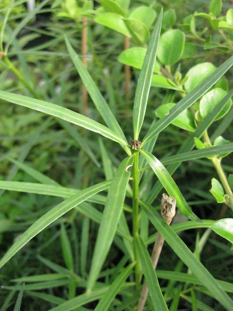 Podocarpus salignus