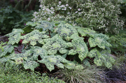*RETAIL - Podophyllum 'Spotty Dotty'