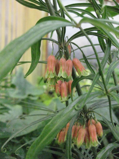 Polygonatum kingianum [red flowered form]