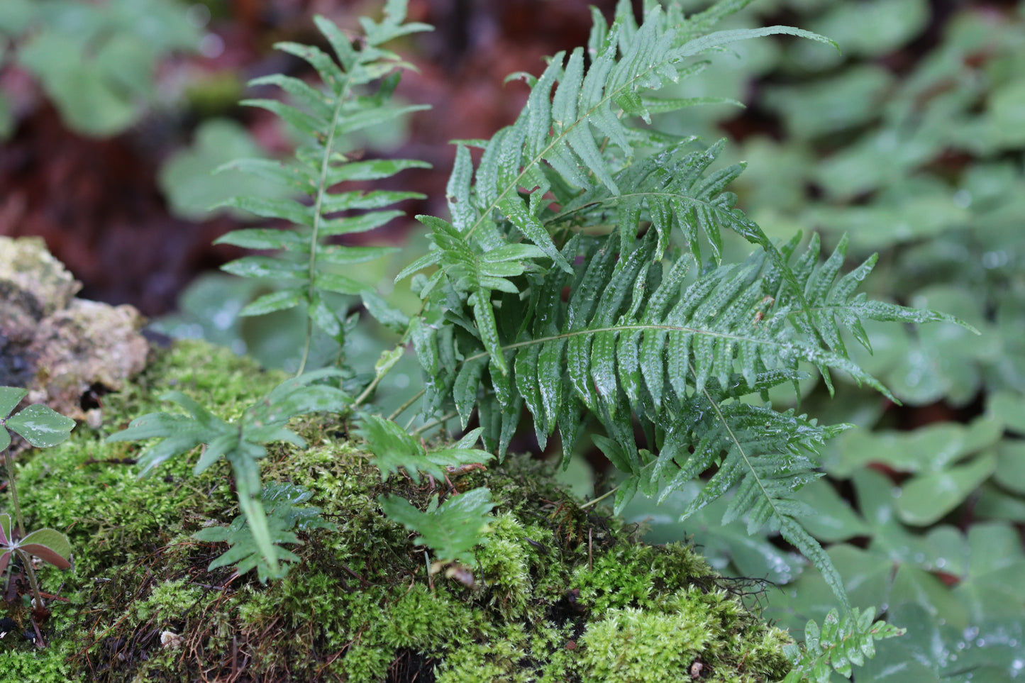 Polypodium glycyrrhiza 'Rowdy Creek' [acutum group]