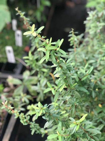 Pyracantha coccinea 'Dorothy's Fav'