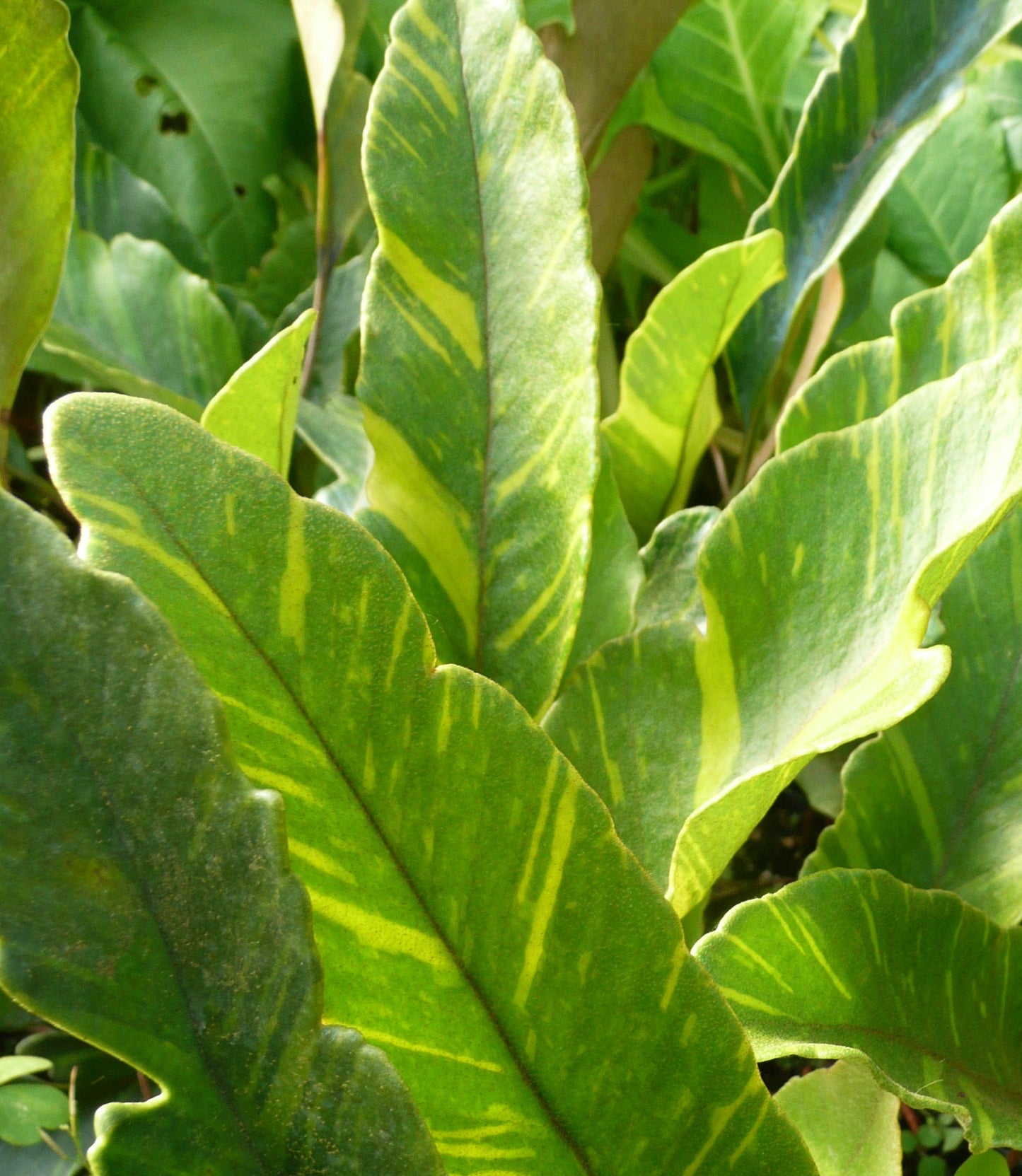 Pyrrosia lingua 'Variegata'