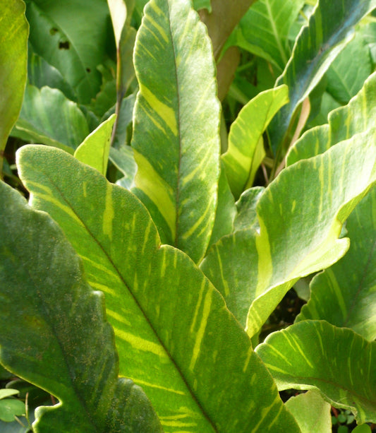 Pyrrosia lingua 'Variegata'