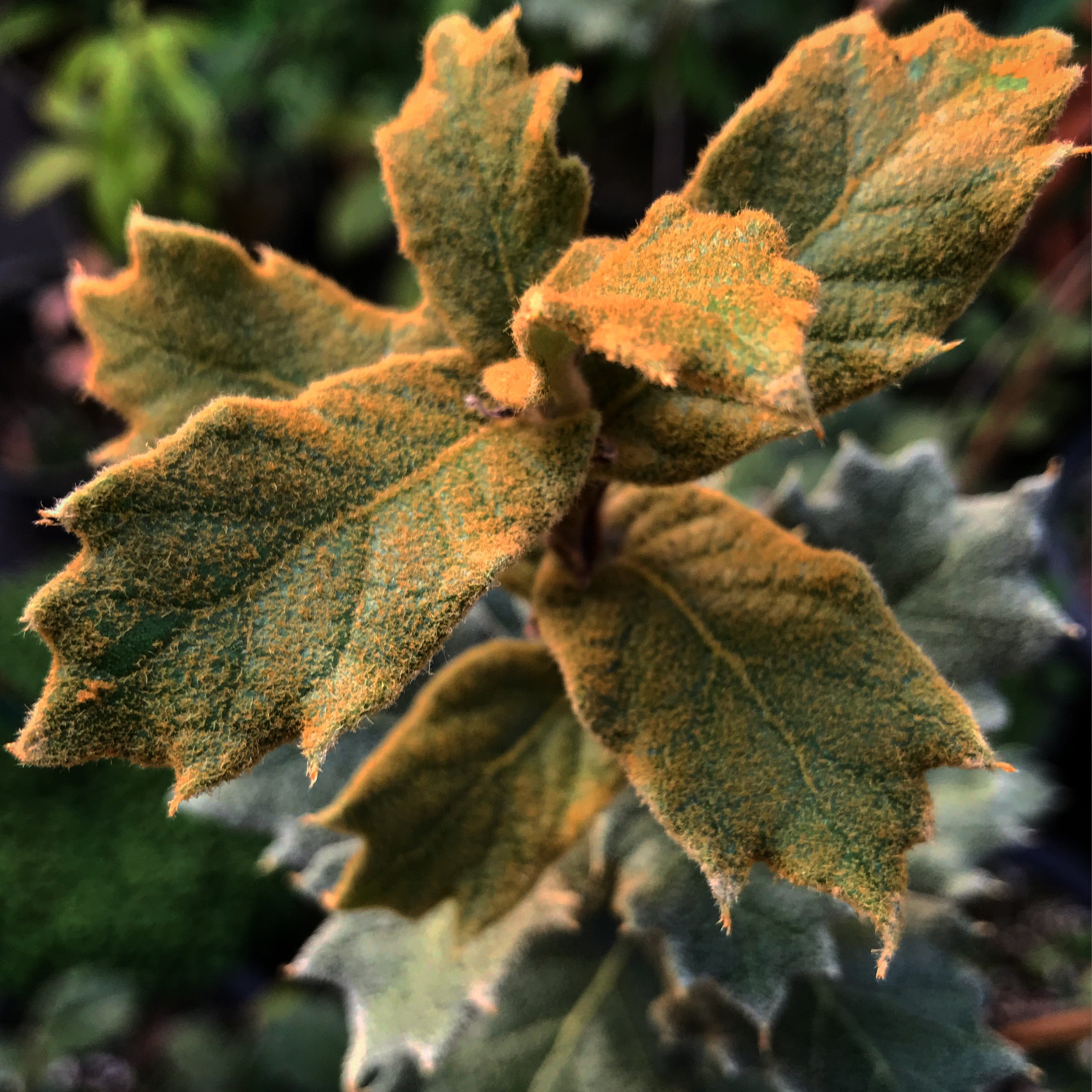 RETAIL - Quercus greggii - La Siberica strain – Cistus Nursery