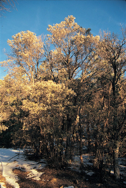 *RETAIL - Quercus hypoleucoides