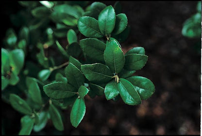 Quercus phillyreoides