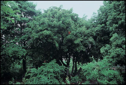 Quercus phillyreoides
