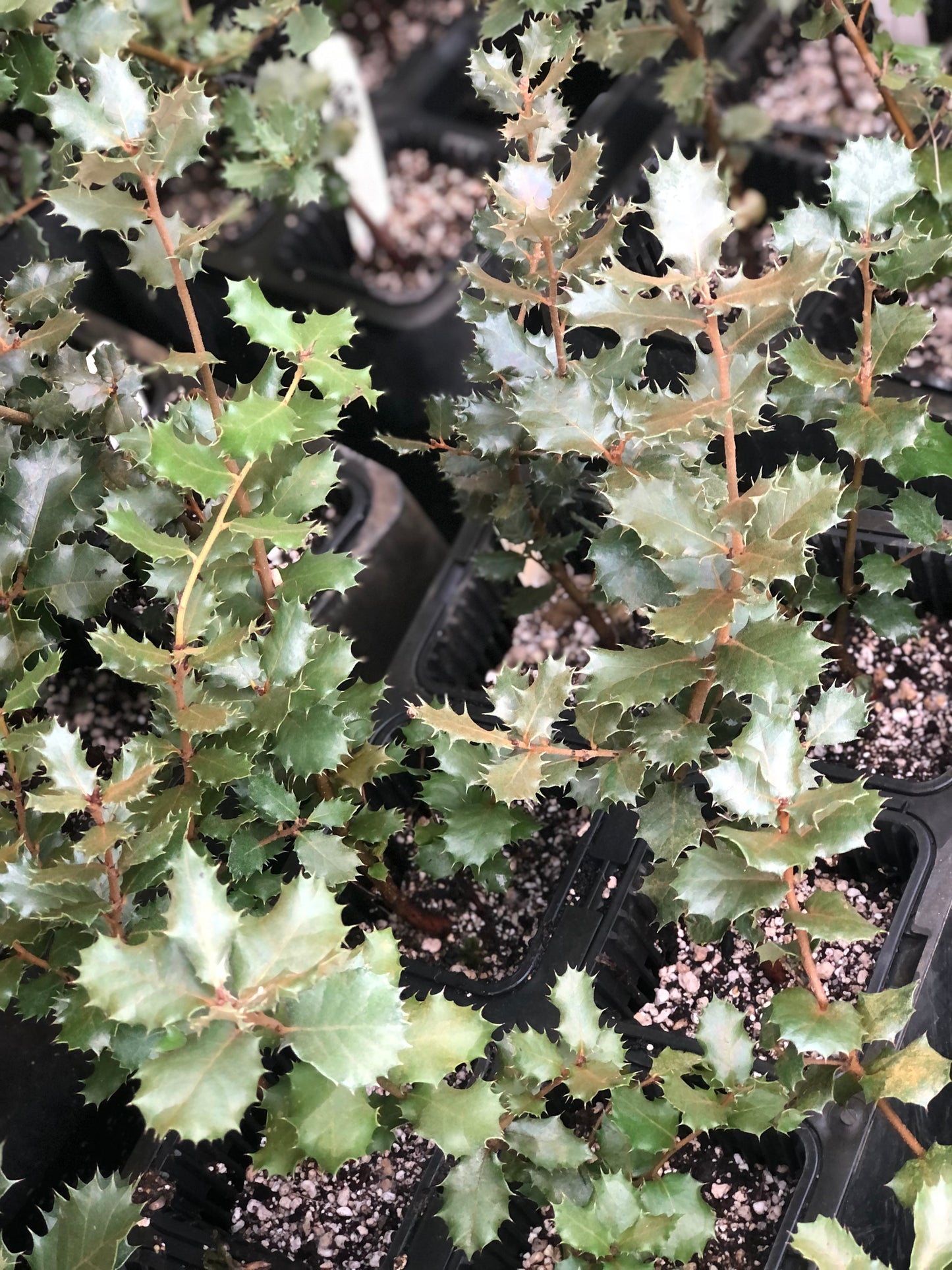 Quercus rotundifolia