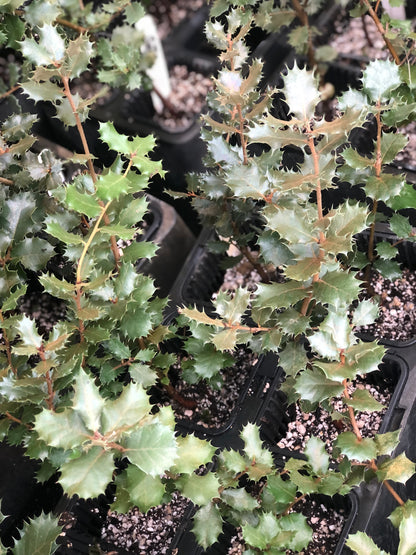 Quercus rotundifolia